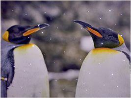 FB152066PAIR - LED Penguins Christmas Canvas with Timer