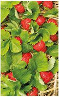 65040 - Garden Protective Fruit & Crop Netting, 10m x 4m