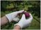 98229 - Vibrant Disposable Latex Gloves - X Large, 100 Pack