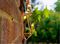 SS9955 - Elan Solar LED Copper Pendant Lanterns, Warm White, 10m, 20x LEDs