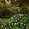LS230093CW - 500 LED Solar String Lights, Cool White, IP44, 30m