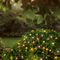 LS230094WW - 1000 LED Solar String Lights, Warm White, IP44, 25m