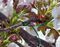 TT80M - 80m Garden Plant Twisty Tie