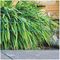 WNETTF2 - Decorative / Border Plastic Coated Wire Fencing, 6m x 0.4m