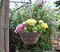 HB12R - 12" Dark Rattan Hanging Basket