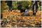 1001584 - XL Classic Plastic Leaf Rake