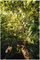 1023624 - PowerGear X Telescopic Tree Pruner UPX86