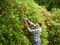 BEHT201-GB - 45cm 16mm Gap 420W Electric Hedge Trimmer 230V