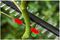 UNIVERSALHEDGEPOLE 18 - 43cm 18V 2.5Ah Li-Ion Cordless Hedge Trimmer Pole Kit
