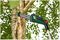 UNIVERSALCHAINPOLE 18 BARE TOOL VERSION - 20cm 18V Li-Ion Cordless Telescopic Chainsaw Pruner - Bare Unit