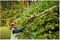 DCMPH566P1-GB - 55cm 18V XR 1x 5Ah Li-Ion Cordless Pole Hedge Trimmer Kit