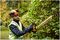 DCMPH566P1-GB - 55cm 18V XR 1x 5Ah Li-Ion Cordless Pole Hedge Trimmer Kit