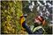 DCMHT563P1-GB - 55cm 25mm Gap 18V XR 1x 5Ah Li-Ion Cordless Hedge Trimmer Kit