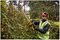 DCMHT563P1-GB - 55cm 25mm Gap 18V XR 1x 5Ah Li-Ion Cordless Hedge Trimmer Kit
