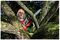 GKC1825L20-GB - 25cm 18V 2Ah Li-Ion Cordless Chainsaw Kit