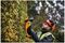 DCMHT563N-XJ - 55cm 25mm Gap 18V XR Li-Ion Cordless Hedge Trimmer - Bare Unit