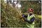 DCMHT563N-XJ - 55cm 25mm Gap 18V XR Li-Ion Cordless Hedge Trimmer - Bare Unit