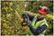 DCMHT563N-XJ - 55cm 25mm Gap 18V XR Li-Ion Cordless Hedge Trimmer - Bare Unit
