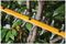 DCMHT573N-XJ - 65cm 31mm Gap 54V XR FlexVolt Li-Ion Cordless Hedge Trimmer - Bare Unit