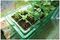70200232 - Visiroot Windowsill Propagator Set