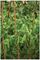 66010 - Garden Pea & Bean Support Netting, 6m x 1.7m