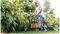 EASYGRASSCUT 26 (CLASSIC GREEN) - 26cm 280W Electric Grass Trimmer, Classic Green 230V
