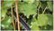 UNIVERSALHEDGECUT 18V-55 BARE - 55cm 22mm Gap 18V Li-Ion Cordless Hedge Trimmer - Bare Unit