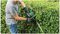 UNIVERSALHEDGECUT 50 (CLASSIC GREEN) - 50cm 26mm Gap 480W Electric Hedge Trimmer, Classic Green 230V