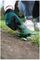 ISIO SHAPE & EDGE (CLASSIC GREEN) - Isio Cordless Shrub & Grass Shears, Classic Green