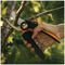 1057175 - X-Series PowerGear™ Bypass Pruners L P961