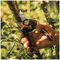 1057175 - X-Series PowerGear™ Bypass Pruners L P961