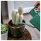 20100518 - Cacti & Succulent Plant Feed Concentrate, 200ml