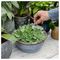 20100518 - Cacti & Succulent Plant Feed Concentrate, 200ml