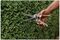 70100506 - Perennial Hand Shears