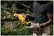 DCMPS520N-XJ - 8" (20cm) 18V XR Li-Ion Cordless Pruning Chainsaw - Bare Unit