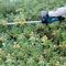 DUH507Z - 50cm 28mm Gap 18V LXT Li-Ion Cordless Hedge Trimmer - Bare Unit