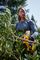 DCMPP568N-XJ - 18V XR Li-Ion Cordless 38mm Garden Power Pruner - Bare Unit