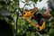DCMPP568N-XJ - 18V XR Li-Ion Cordless 38mm Garden Power Pruner - Bare Unit