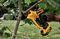 DCMPP568N-XJ - 18V XR Li-Ion Cordless 38mm Garden Power Pruner - Bare Unit
