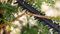 EASYHEDGECUT 18V-44-11 (BARETOOL) - 44cm 15mm Gap 18V Li-Ion Cordless Hedge Trimmer - Bare Unit