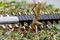 GHE 18V-50 (BARETOOL) - 50cm 23mm Gap 18V Li-Ion Cordless Hedge Trimmer - Bare Unit