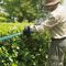 DUH502RT - 50cm 35mm Gap 18V LXT 2x 5Ah Li-Ion Cordless Hedge Trimmer Kit