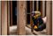 DCF601D2-GB - 12V XR 2x 2Ah Li-Ion Cordless Brushless Sub-Compact Screwdriver