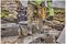 DCH614X2-GB - 45mm 54V XR FlexVolt 2x 9Ah Li-Ion Cordless SDS-Max Hammer Drill Kit