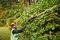 DCMPH566N-XJ - 55cm 18V XR Li-Ion Cordless Pole Hedge Trimmer - Bare Unit