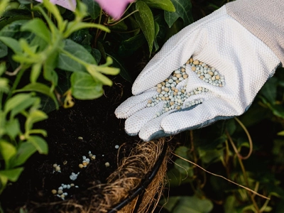 Plant Feed and Soil Conditioner