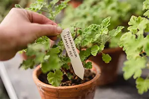 Potting Supplies