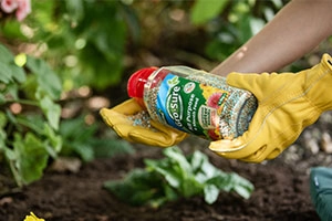 Plant Feed